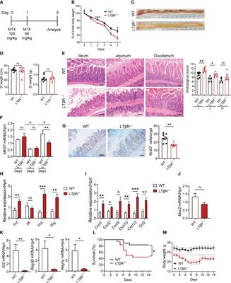 LTβR-RelB signaling in intestinal epithelial cells protects from chemotherapy-induced mucosal damage